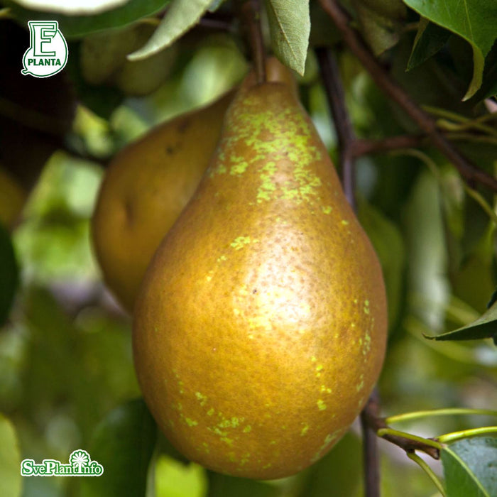 Pyrus communis 'Ingeborg' E P.com Ompl. 3 års C20