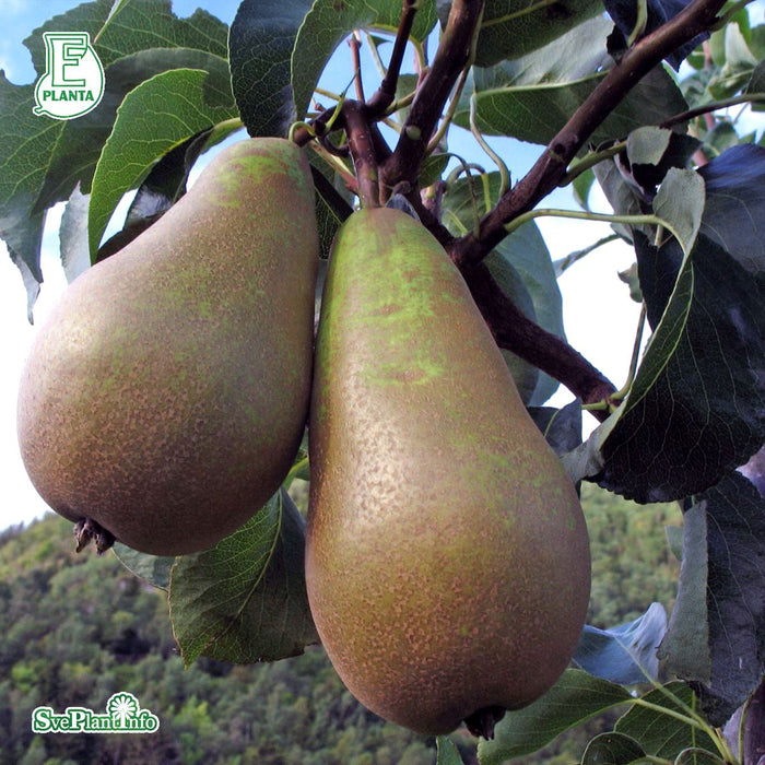 Pyrus communis 'Ingeborg' E P.com Ompl. 3 års C20