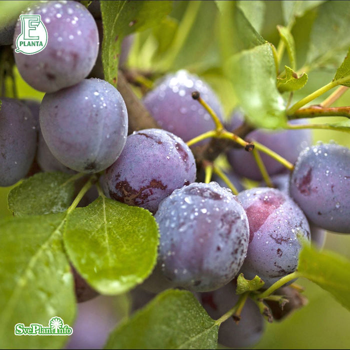 Prunus domestica 'Opal' E Stam 4 års Co