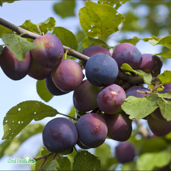 Prunus domestica 'Czar' Stam 4-års A-kval Co
