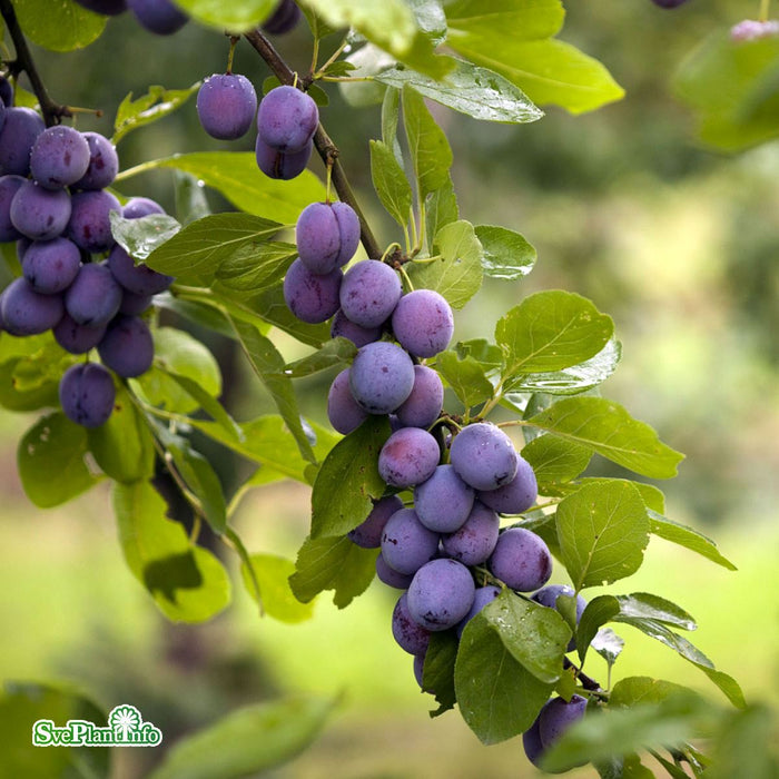 Prunus domestica 'Opal' Stam Kl So 18-20