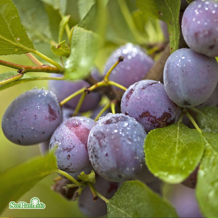 Prunus domestica 'Opal' E P.cer Ompl. 5-6 år K