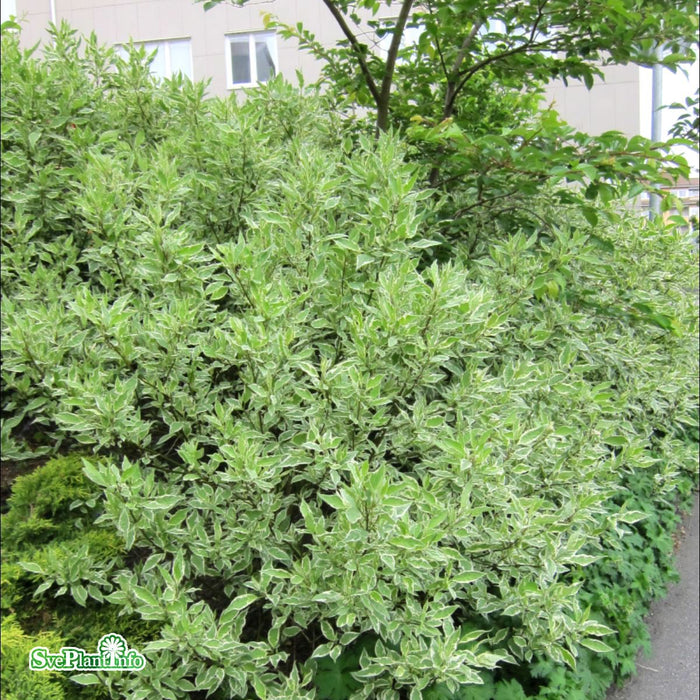 Cornus alba 'Ivory Halo' Solitär C10 80-100cm