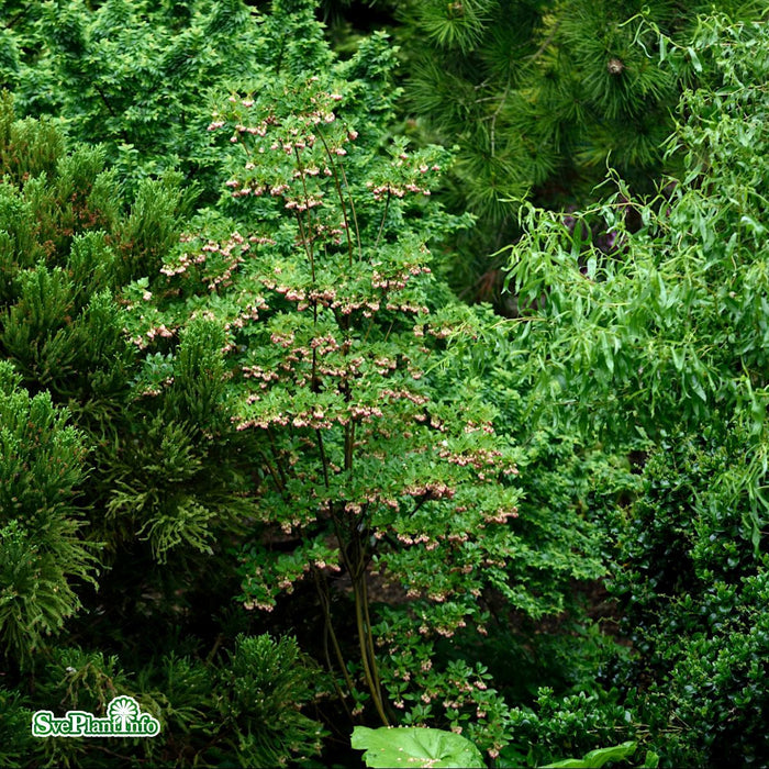 Enkianthus campanulatus C20 125-150cm