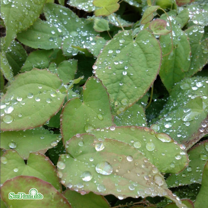 Epimedium grandiflorum 'Lilafee' A.kval