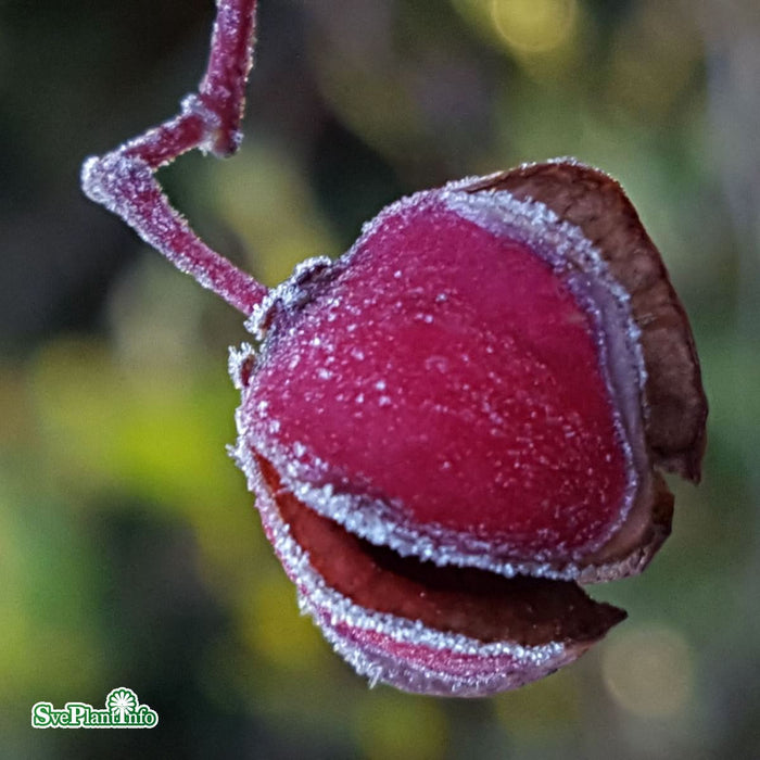 Euonymus alatus Solitär C80 125-150cm