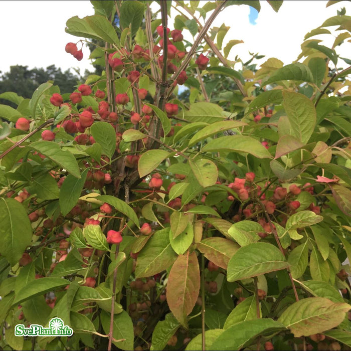 Euonymus phellomanus Stam C16 120cm