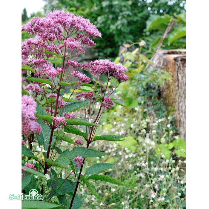 Eutrochium maculatum 'Atropurpureum' A-kval