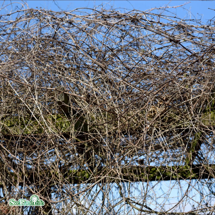 Fallopia baldschuanica