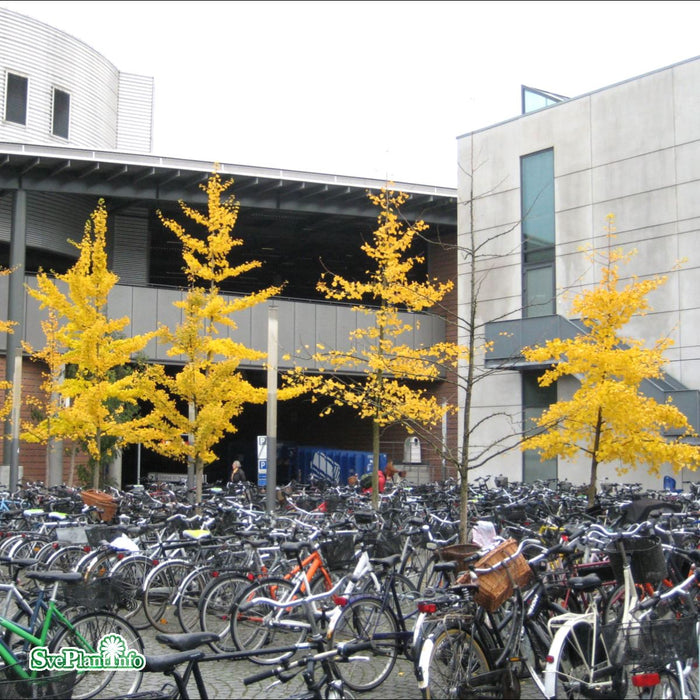Ginkgo biloba Busk C25 125cm