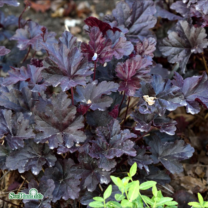 Heuchera 'Obsidian' A-kval
