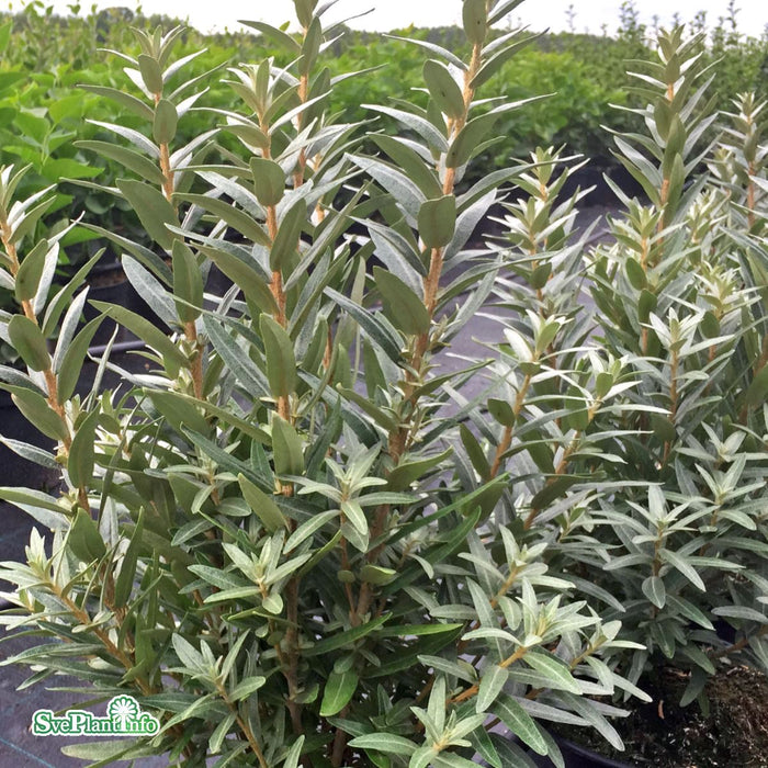 Hippophae rhamnoides 'Hikul' Busk C3,5