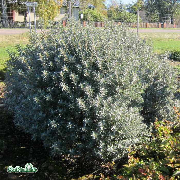 Hippophae rhamnoides 'Hikul' Busk C3,5