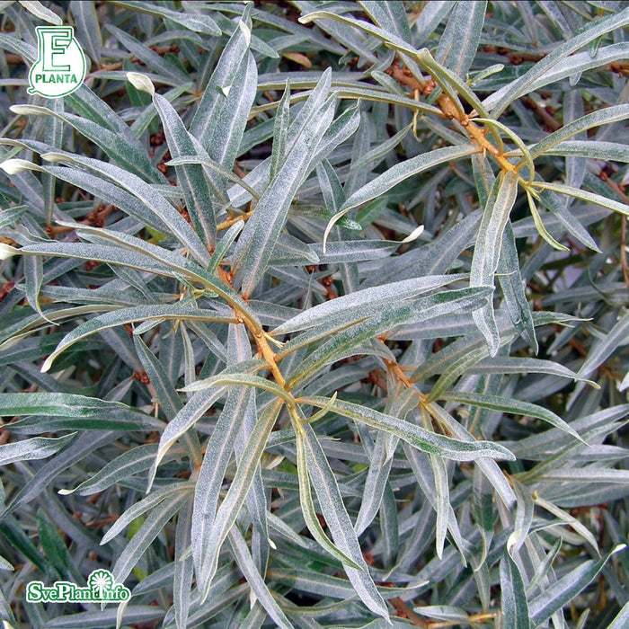 Hippophae rhamnoides 'Romeo' Busk C3,5