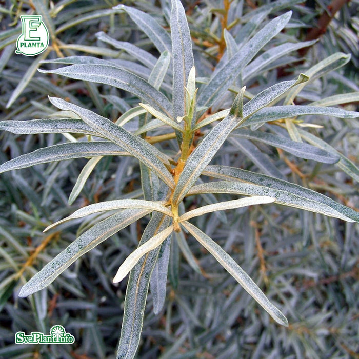 Hippophae rhamnoides 'Romeo' Busk C3,5