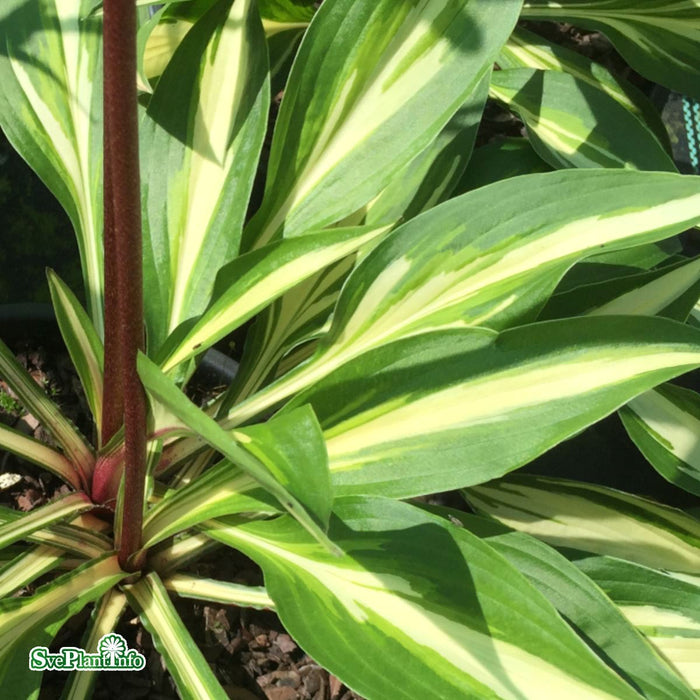 Hosta 'Cherry Berry' A-kval