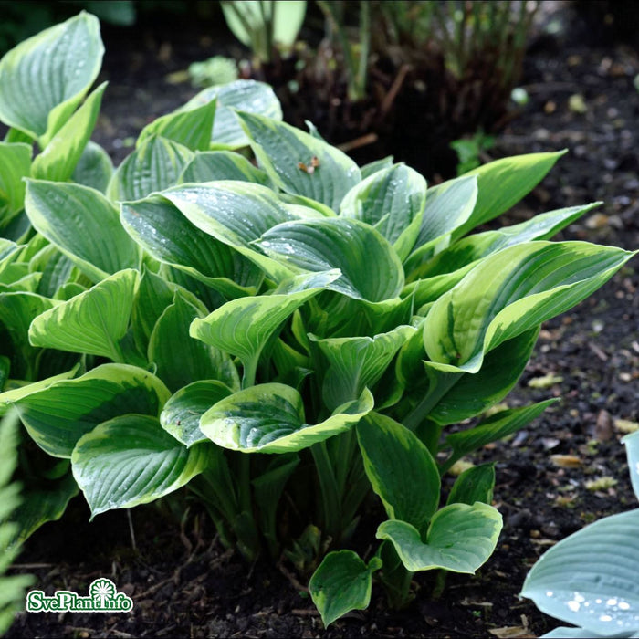 Hosta (Fortunei) 'Aureomarginata' A-Kval C2,8