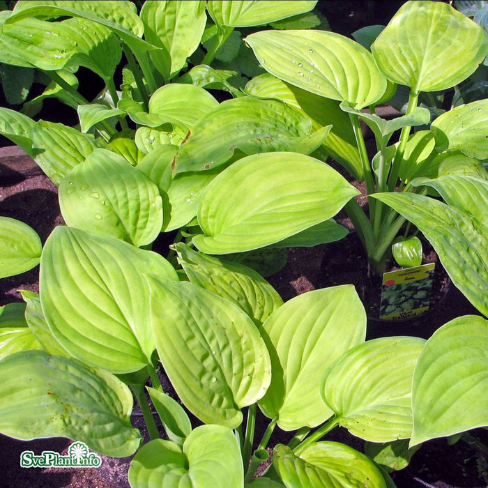 Hosta 'Guacamole' A-kval C2,8