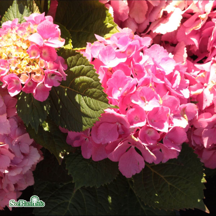 Hydrangea Endless Summer Pink Busk C5