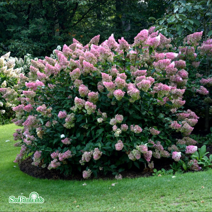 Hydrangea paniculata 'Vanille-Fraise' Busk C6