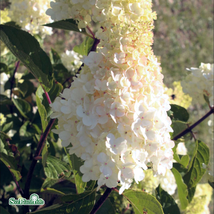 Hydrangea paniculata 'Vanille-Fraise' Busk C6