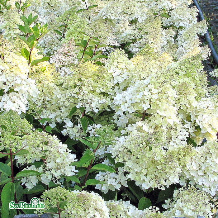 Hydrangea paniculata 'Whitelight' Solitär C16,6