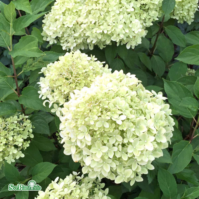 Hydrangea paniculata 'Mojito' Busk C10 60-80 cm