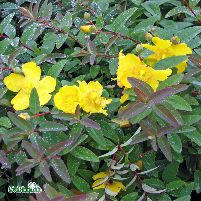 Hypericum 'Hidcote' Busk C5