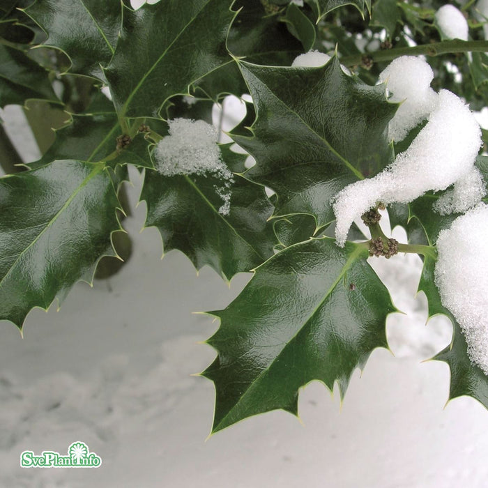 Ilex x meserveae 'Heckenstar' Busk C6