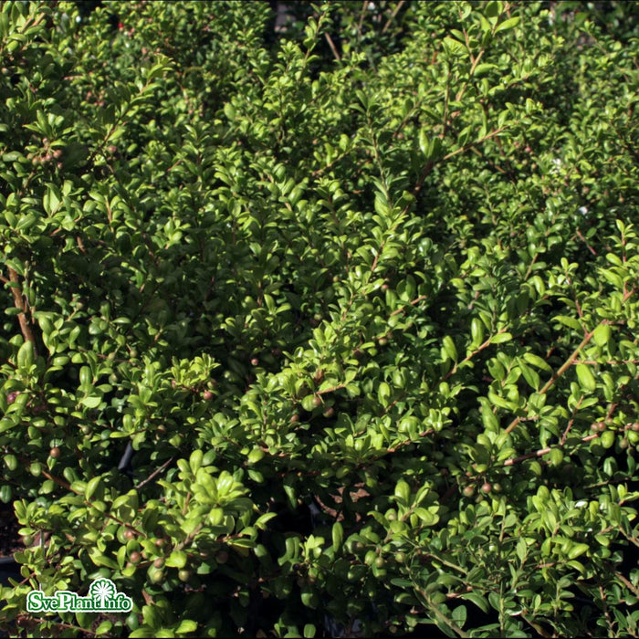 Ilex crenata 'Convexa' Klotform C10 35-40cm