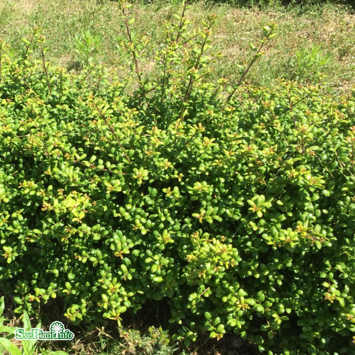 Ilex crenata 'Convexa' C4,5 Klot 25-30cm