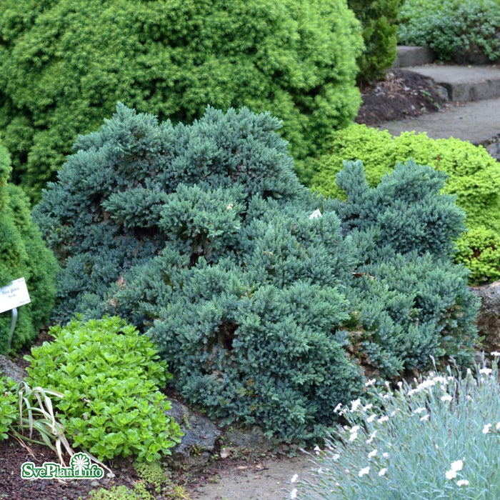 Juniperus squamata 'Blue Star' C5 50-60cm