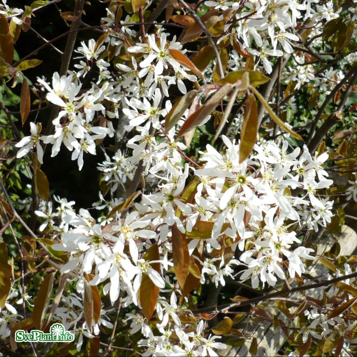 Amelanchier lamarckii Busk C3,5