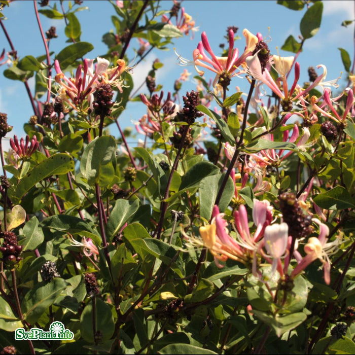 Lonicera periclymenum 'Serotina' A-kval C2