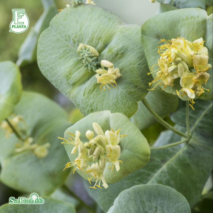 Lonicera reticulata 'Silver' E A-kval C2