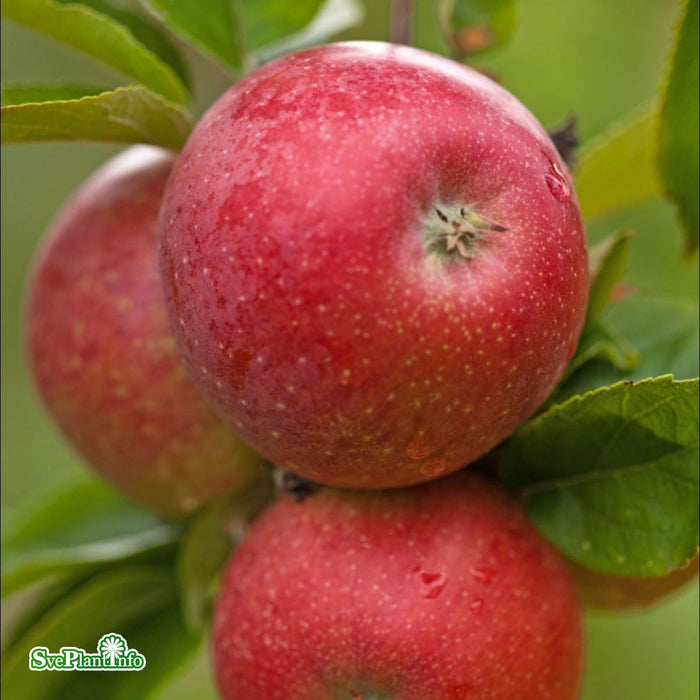 Malus domestica 'Aroma' E A2 Ompl. 3-4 års C30 Ompl. 3-4 års C30