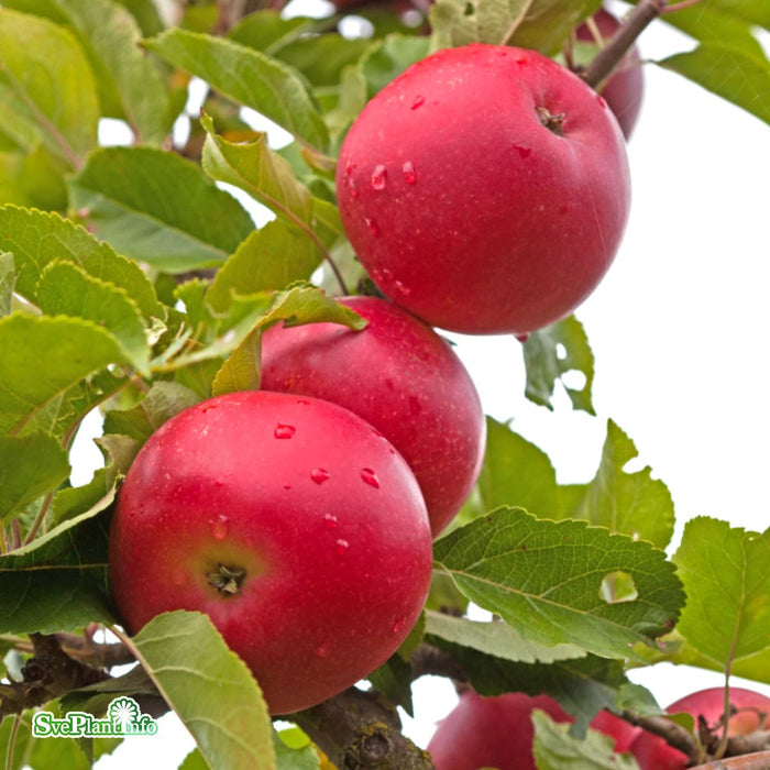 Malus domestica 'Discovery' Stam C47 So 8-10