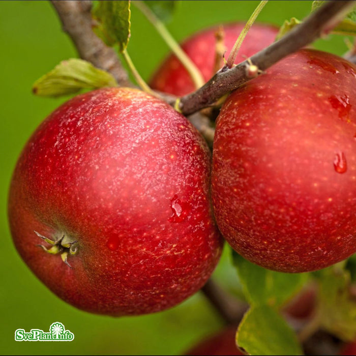 Malus domestica 'Ingrid Marie' E B9 Stam 2-års A-kval Co