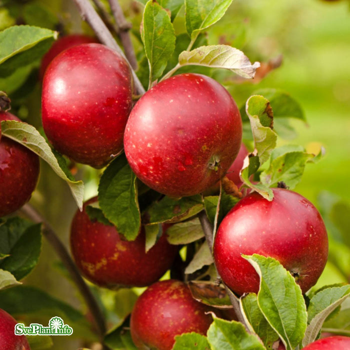Malus domestica 'Ingrid Marie' E B9 Stam 2-års A-kval Co