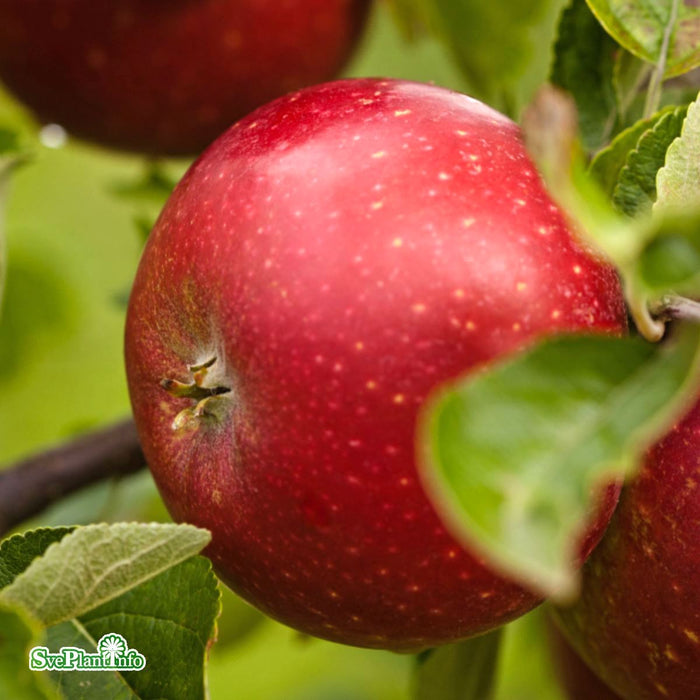 Malus domestica 'Ingrid Marie' E B9 Stam 2-års A-kval Co