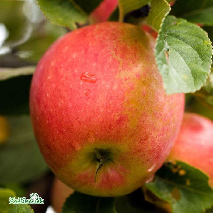 Malus domestica 'James Grieve' E A2 Stam 2-års A-kval Co