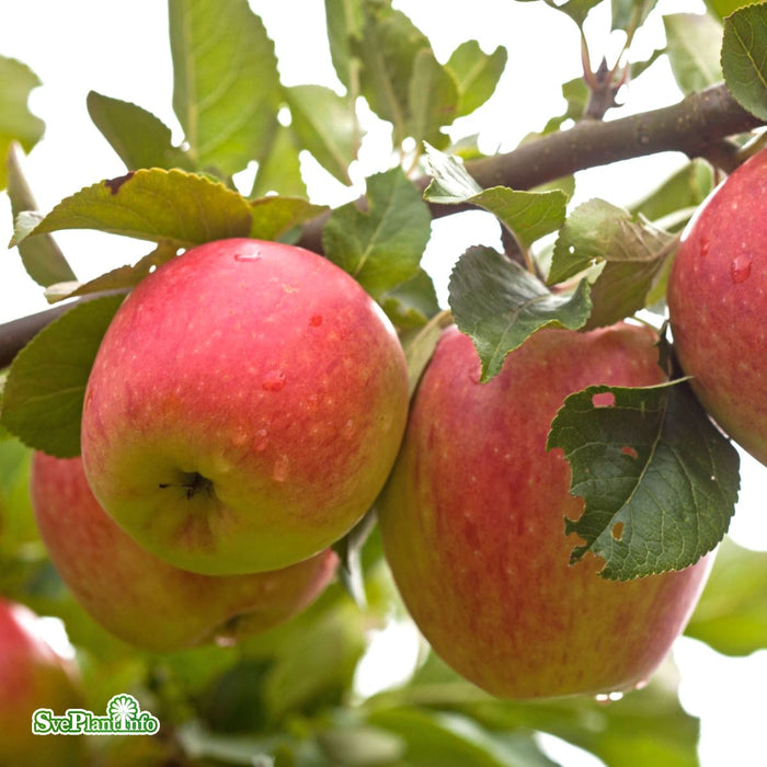 Malus domestica 'James Grieve' E A2 Stam 2-års A-kval Co