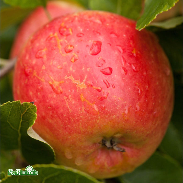 Malus domestica 'James Grieve' E A2 Stam 2-års A-kval Co