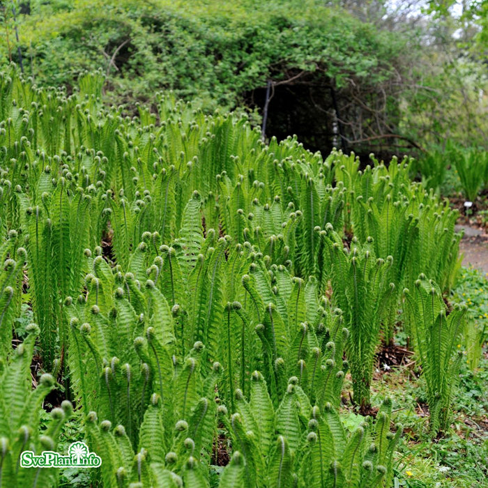 Dryopteris affinis A-kval