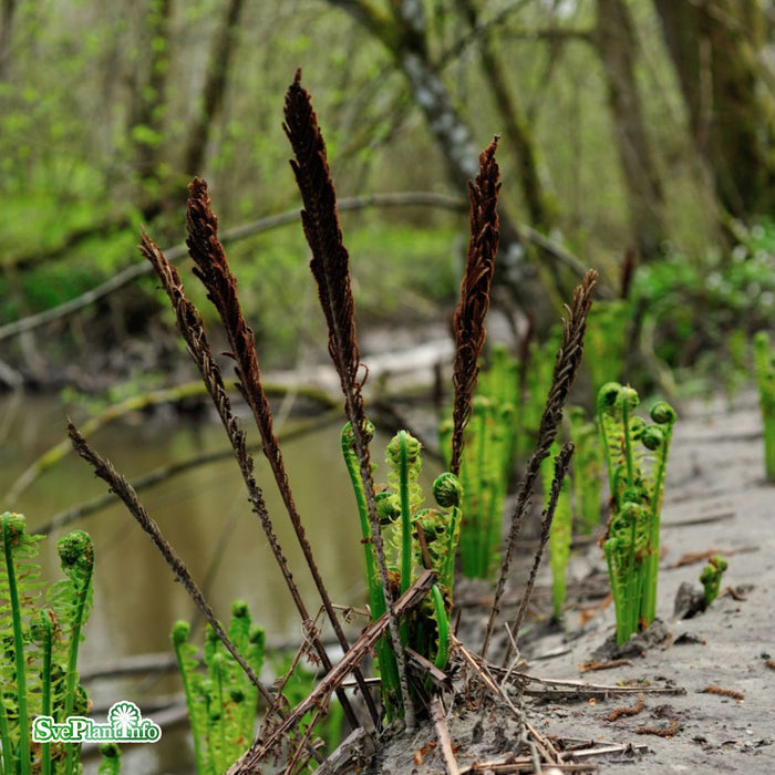 Dryopteris affinis A-kval