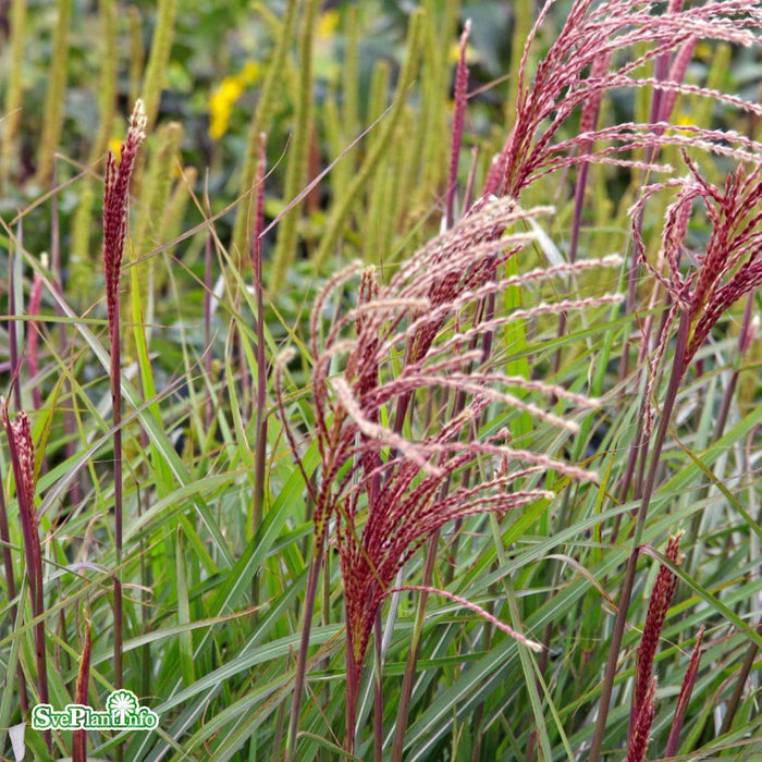 Miscanthus sinensis 'Dronning Ingrid' A-kval C2 A-kval C2