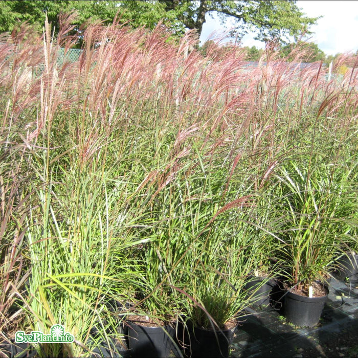 Miscanthus sinensis 'Dronning Ingrid' A-kval C2 A-kval C2