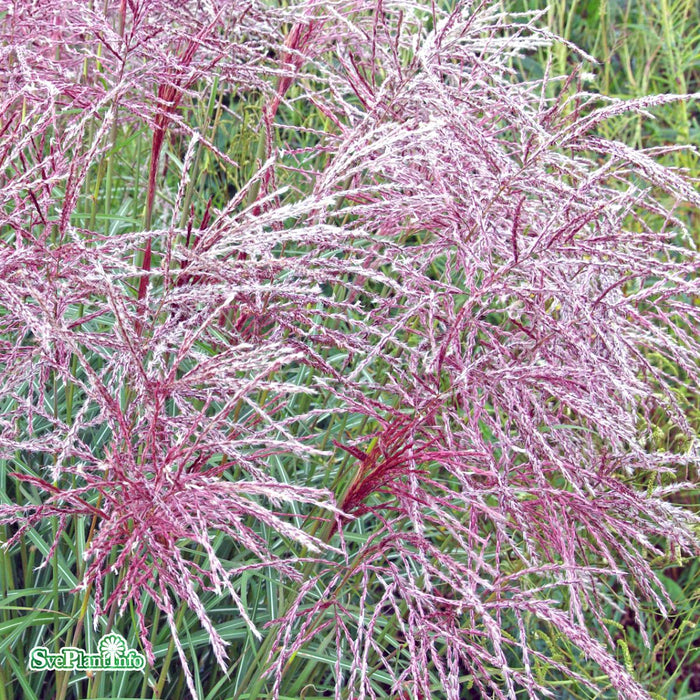 Miscanthus sinensis 'Ferner Osten' A-kval