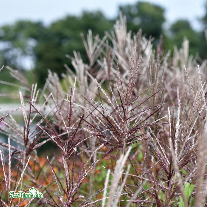 Miscanthus sinensis 'Ferner Osten' A-kval