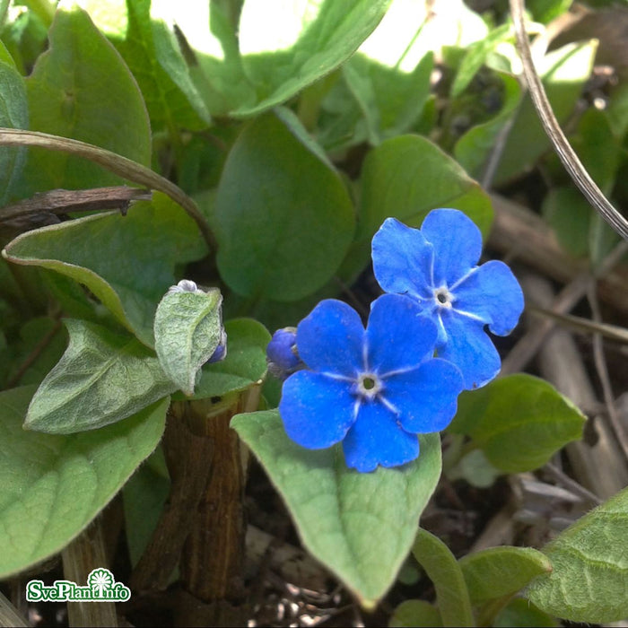 Omphalodes verna A-kval